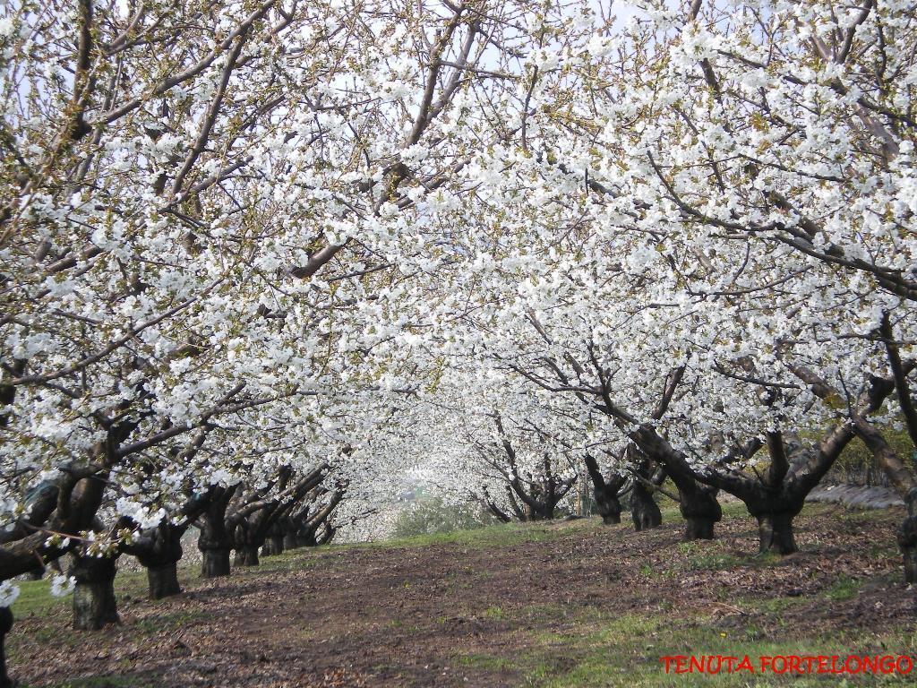 Tenuta Fortelongo Fara Vicentino Extérieur photo