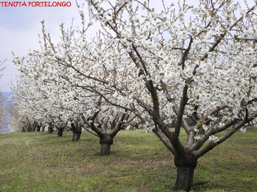 Tenuta Fortelongo Fara Vicentino Extérieur photo