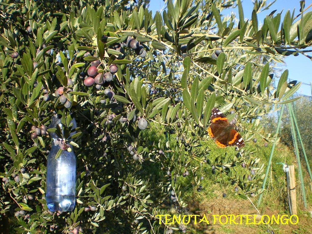 Tenuta Fortelongo Fara Vicentino Extérieur photo